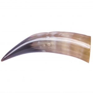 Decorative Polished bullock horns