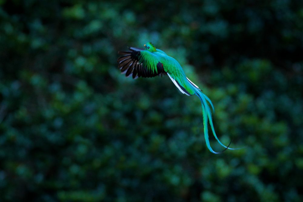 Resplendent Quetzal flying , Pharomachrus mocinno, Savegre in Costa Rica, with green forest background. Magnificent sacred green and red bird. Action fly moment with Resplendent Quetzal. Birdwatching